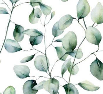 Eucalyptus